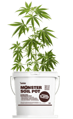 Monster Soil living soil homegrow pot with a young plant