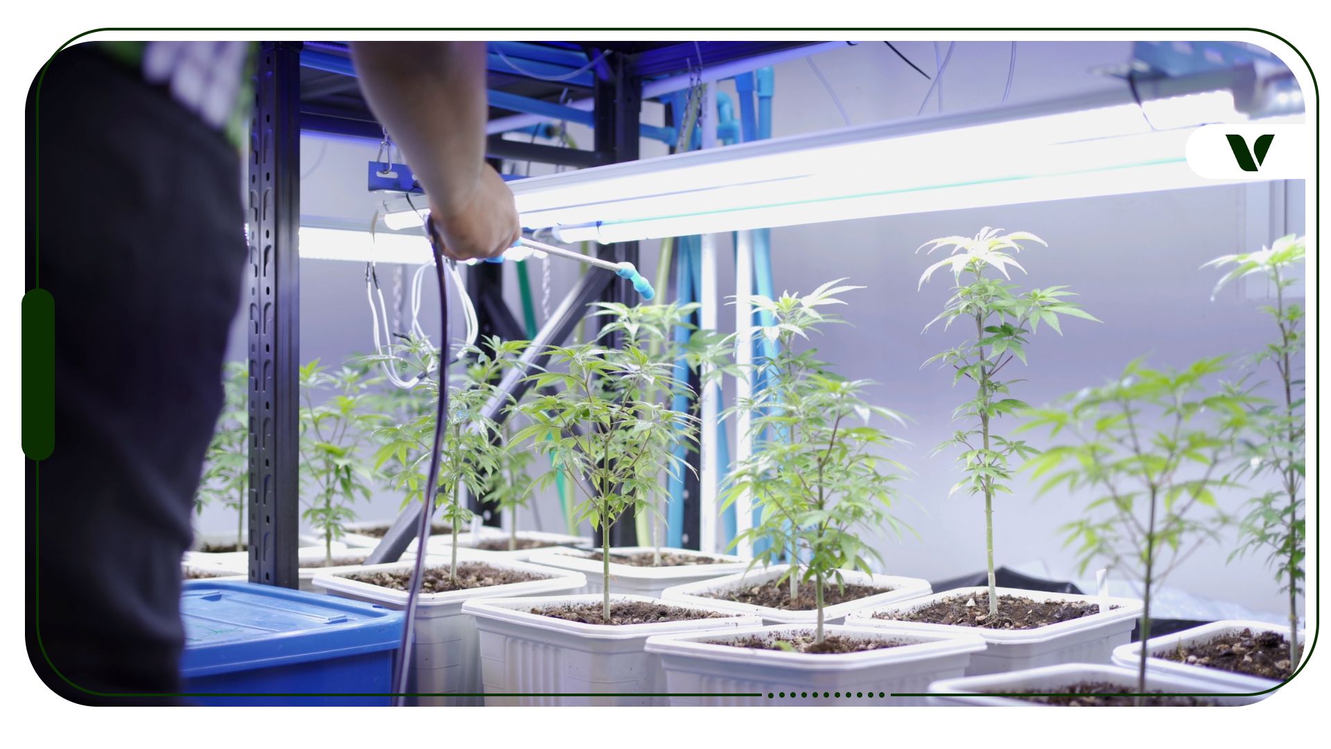 Plants growing under grow lights indoors