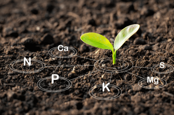Living soil vs super soil: seedling in soil with the plant nutrients N, P, K, Ca, Mg and S